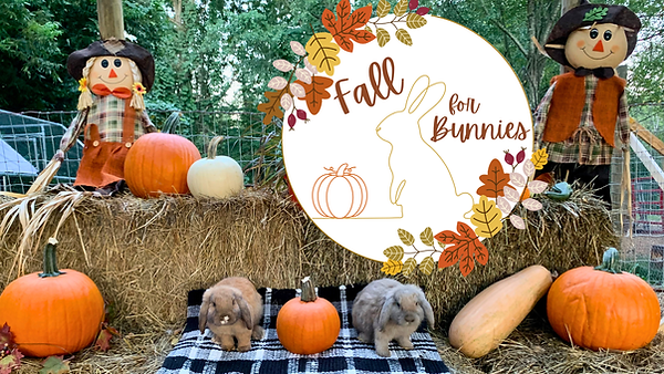 Fall for Bunnies.png