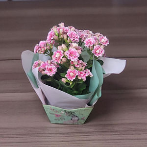 Vaso plantado: Violeta ou Kalanchoe