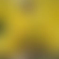 Mart'ın Mimozaları