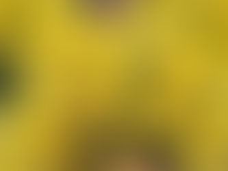 Mart'ın Mimozaları