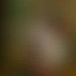 Courbet'nin çiçekleri