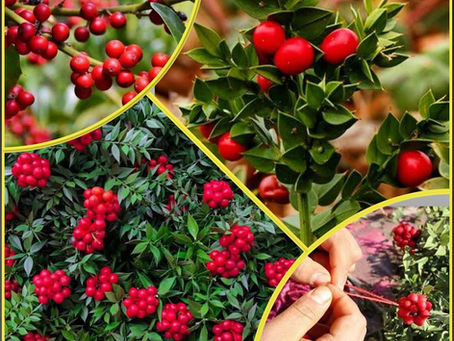 Yılbaşı çiçeği