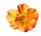flowers.png