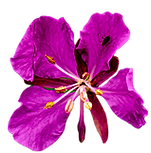 flowers.png