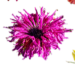 flowers.png