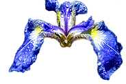 flowers.png
