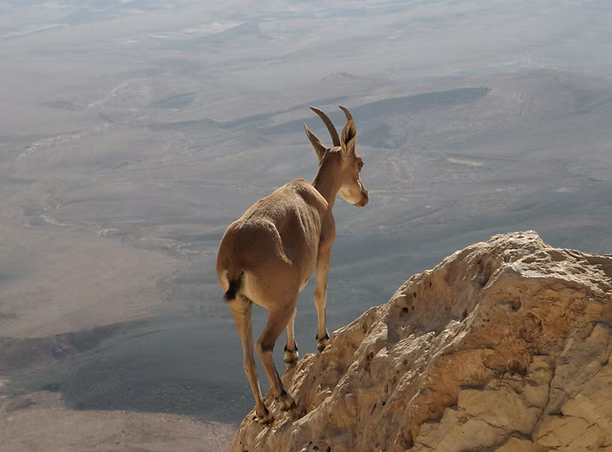 Judayah Desert Israel
