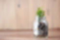 a bottle of coins surrounding a green plant inside