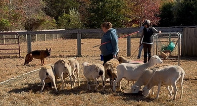 western showline german shepherd herding