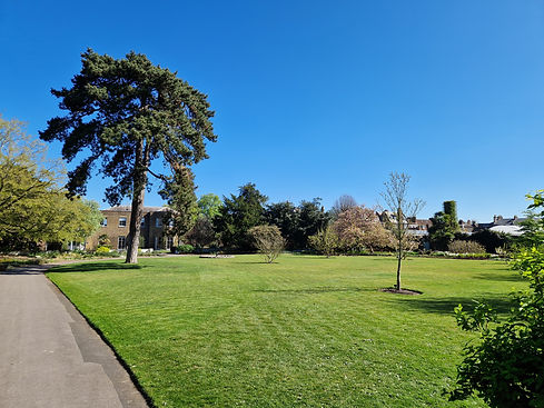 tree in landscape.jpg