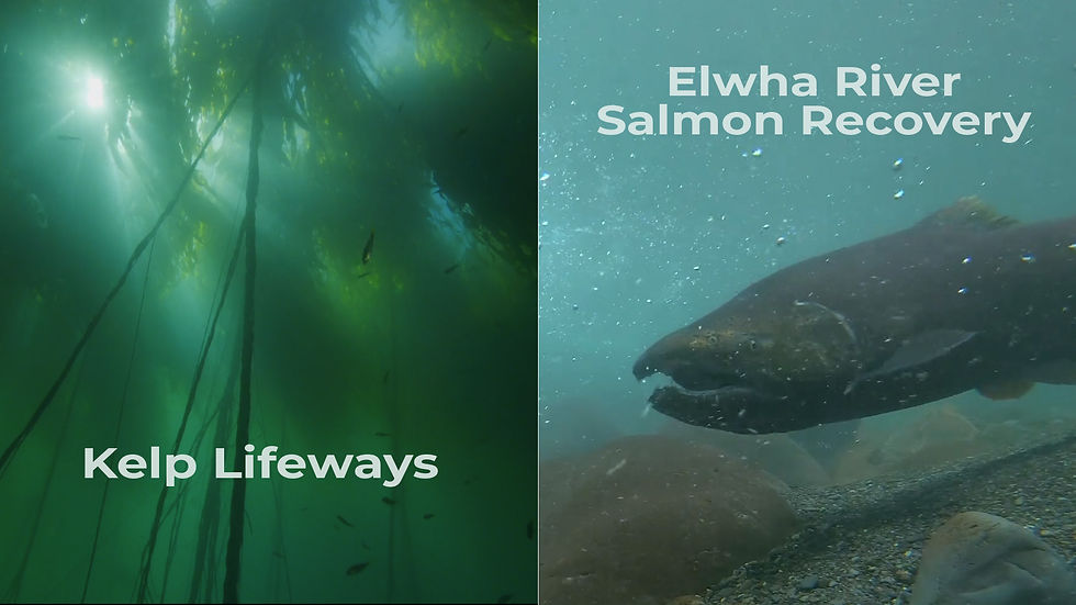 Side-by-side film stills: an underwater kelp forest with light filtering through the canopy, labeled Kelp Lifeways, alongside a close-up underwater shot of a Chinook salmon swimming over a rocky riverbed, labeled Elwha River Salmon Recovery.