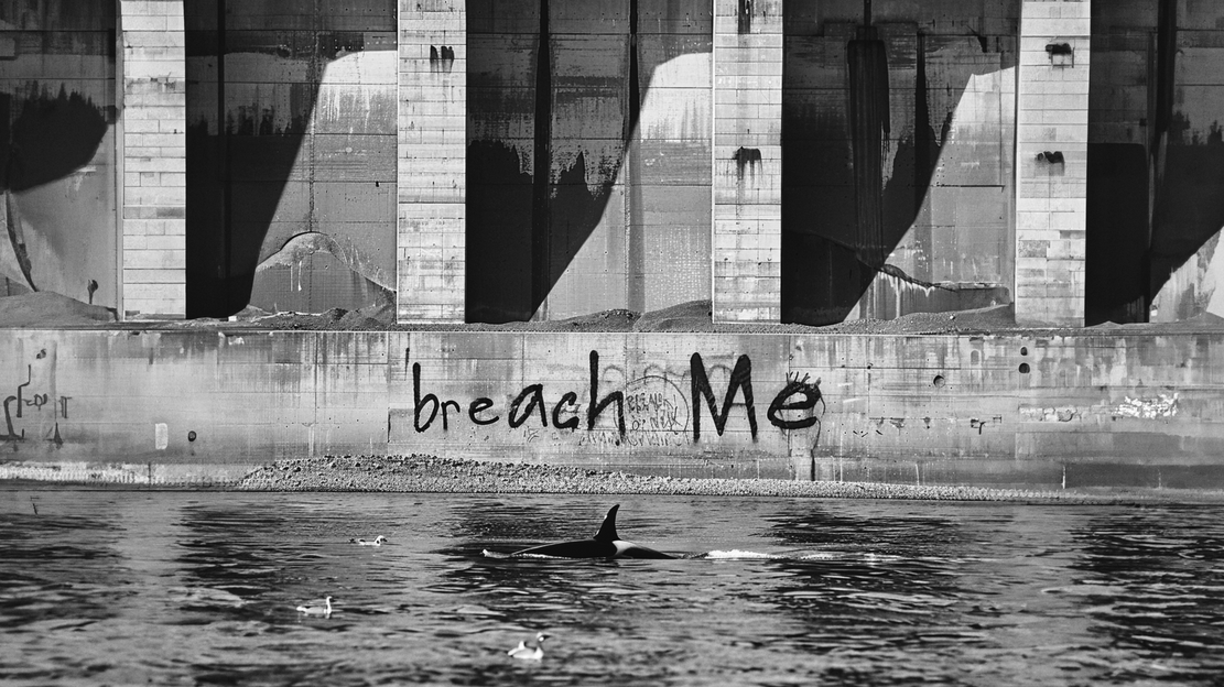 A solitary orca swims before a dam emblazoned with a plea for freedom, a stark symbol of nature's quiet struggle against human barriers.