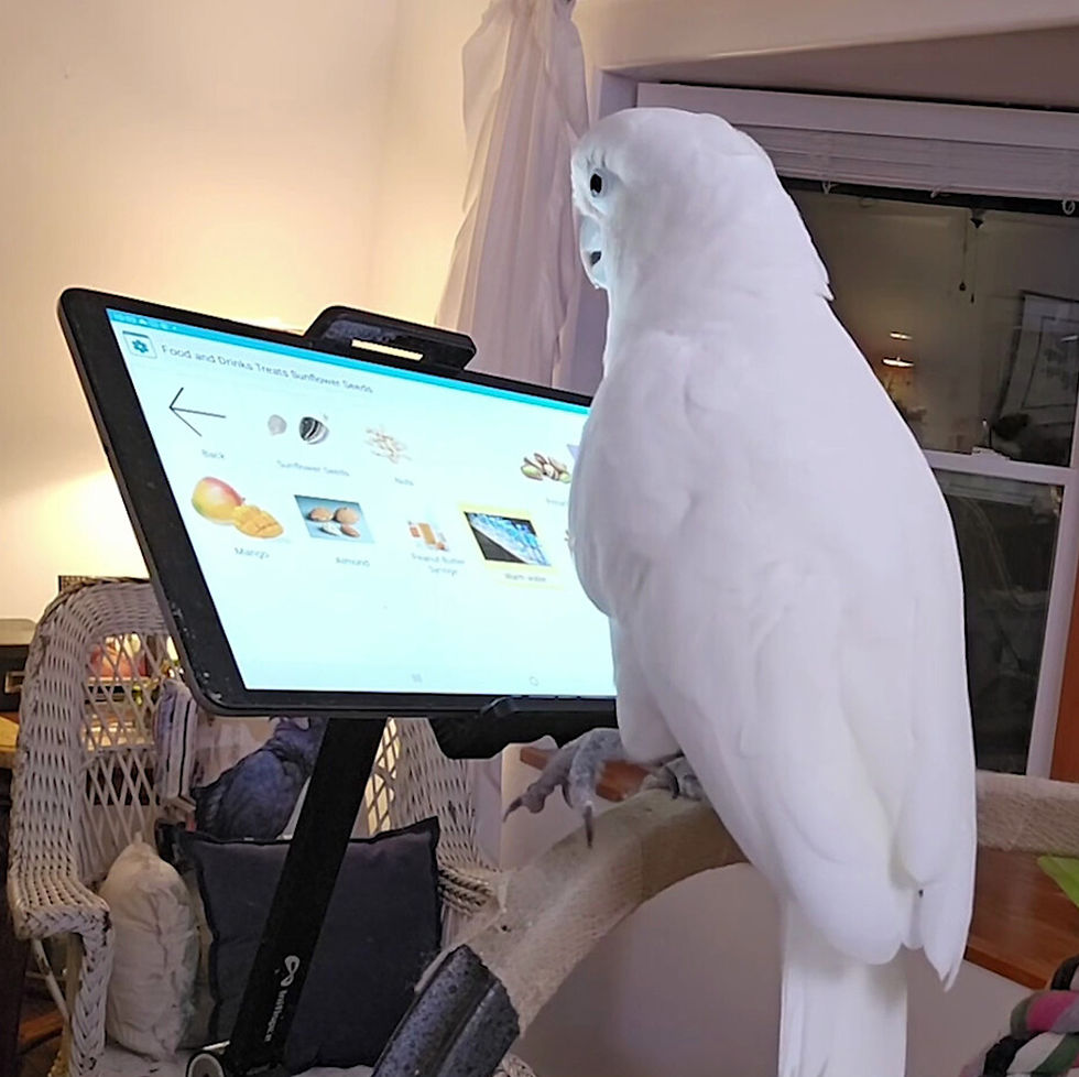 Ellie the Goffin's cockatoo using a speech board tablet to communicate in the documentary Parrot Kindergarten