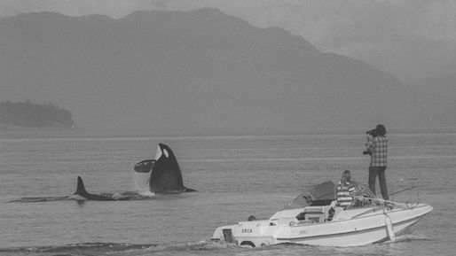 Counting Orca: Free Online Screenings + Live Panel with the Center for Whale Research (CWR)