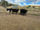 FOR SALE: LOT 2 – 2 PTIC Dairy Heifers