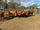 FOR SALE: LOT 2 – 13 Droughtmaster Cows