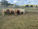 FOR SALE: LOT 5 – 16 Charolais Steers