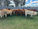 FOR SALE: LOT 3 - 32 Charbray Steers