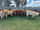 FOR SALE: LOT 3 - 32 Charbray Steers