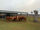 FOR SALE: LOT 3 - 10 Droughtmaster Steers