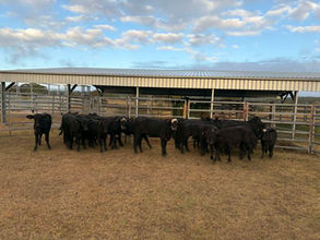 FOR SALE: LOT 12 – 21 Angus Heifers
