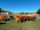 FOR SALE: LOT 5 - 18 Droughtmaster Steers