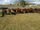 FOR SALE: LOT 6 – 15 Santa Hereford Cross Steers