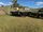 FOR SALE: LOT 7 – 17 Angus and Brangus Steers