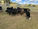 FOR SALE: LOT 10 – 17 Weaner Steers