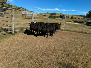 FOR SALE: LOT 13 – 13 Angus Heifers