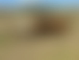 FOR SALE: LOT 7 - 8 Crossbred Beef Steers