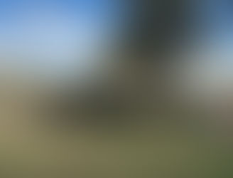 FOR SALE: LOT 4 – 14 Angus Heifers