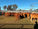 FOR SALE: LOT 4 – 40 Droughtmaster Steers
