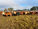 FOR SALE: LOT 4 – 116 (3 decks) Flatback Heifers