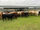 FOR SALE: LOT 1 – 49 Crossbred Steers