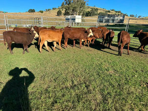FOR SALE: LOT 10 – 16 Santa Hereford Cross Heifers