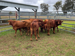 FOR SALE: LOT 7 – 12 Droughtmaster Steers