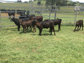 FOR SALE: LOT 13 – 6 Angus Heifers