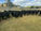FOR SALE: LOT 7 – 26 Angus Steers