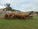 FOR SALE: LOT 4 – 20 Droughtmaster and Charbray Steers