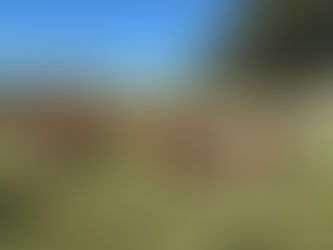 FOR SALE: LOT 3 - 20 Hereford and Santa Cross Steers