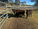 FOR SALE: LOT 2 – 3 Lowline Cows
