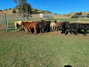 FOR SALE: LOT 6 - 18 Crossbred Steers