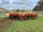 FOR SALE: LOT 2 - 19 PTIC Droughtmaster Heifers