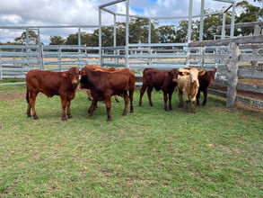 FOR SALE: LOT 8 – 7 Santa Droughtmaster Steers