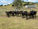 FOR SALE: LOT 6 - 13 Angus and Brangus Steers