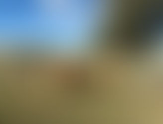 FOR SALE: LOT 7 – 9 Droughtmaster Steers