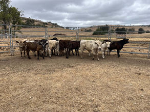 FOR SALE: LOT 10 – 12 Angus and Murray Grey Steers