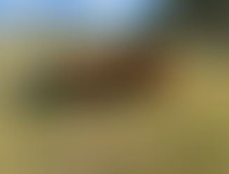 FOR SALE: LOT 6 – 12 Charolais Steers