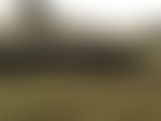 FOR SALE: LOT 6 – 17 Angus and Brangus Steers